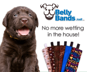 Belly Bands for Dogs