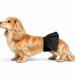 female dog diapers belly band - BellyBands.net female dog diaper for dogs in heat or housebreaking
