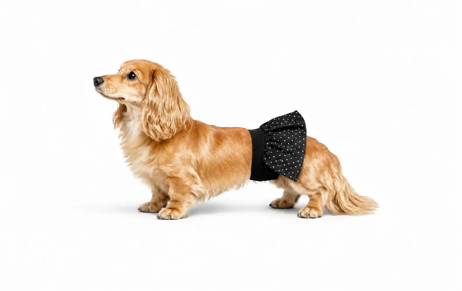 female dog diapers belly band - BellyBands.net female dog diaper for dogs in heat or housebreaking