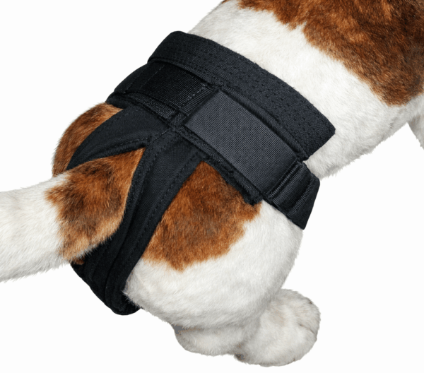 Girl dog belly band with no skirt