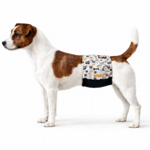 real boy dog in elastic belly band