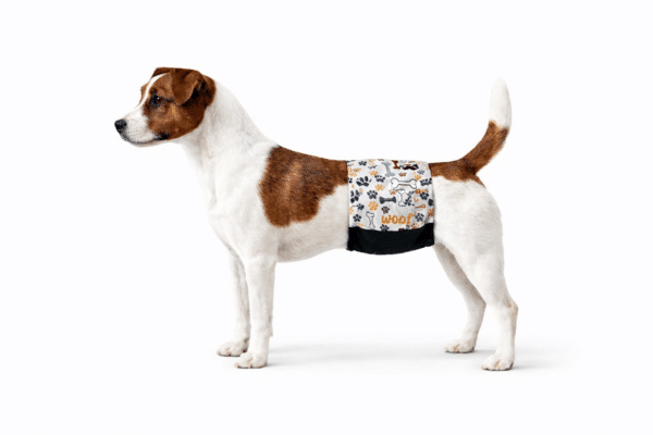 A male dog in an elastic belly band