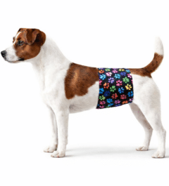 boy dog with non-elastic belly band - BellyBands.net belly bands for dogs – male dog wearing washable belly band