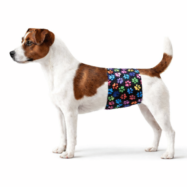 A dog wearing a male belly band for dogs.