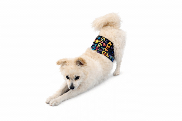 real dog in non-elastic belly band - BellyBands.net belly band for male dogs