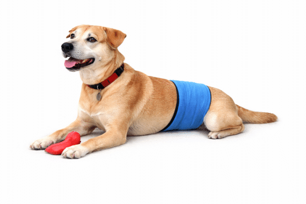 A dog lying down wearing a blue male dog belly band