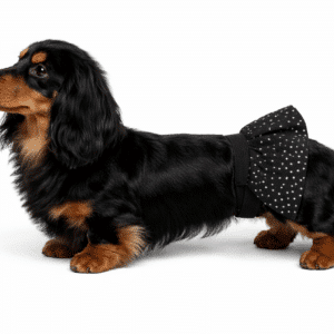 Dachshund in girl dog belly band