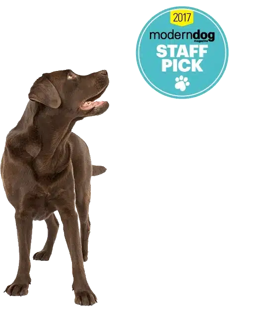 belly bands for dogs website logo