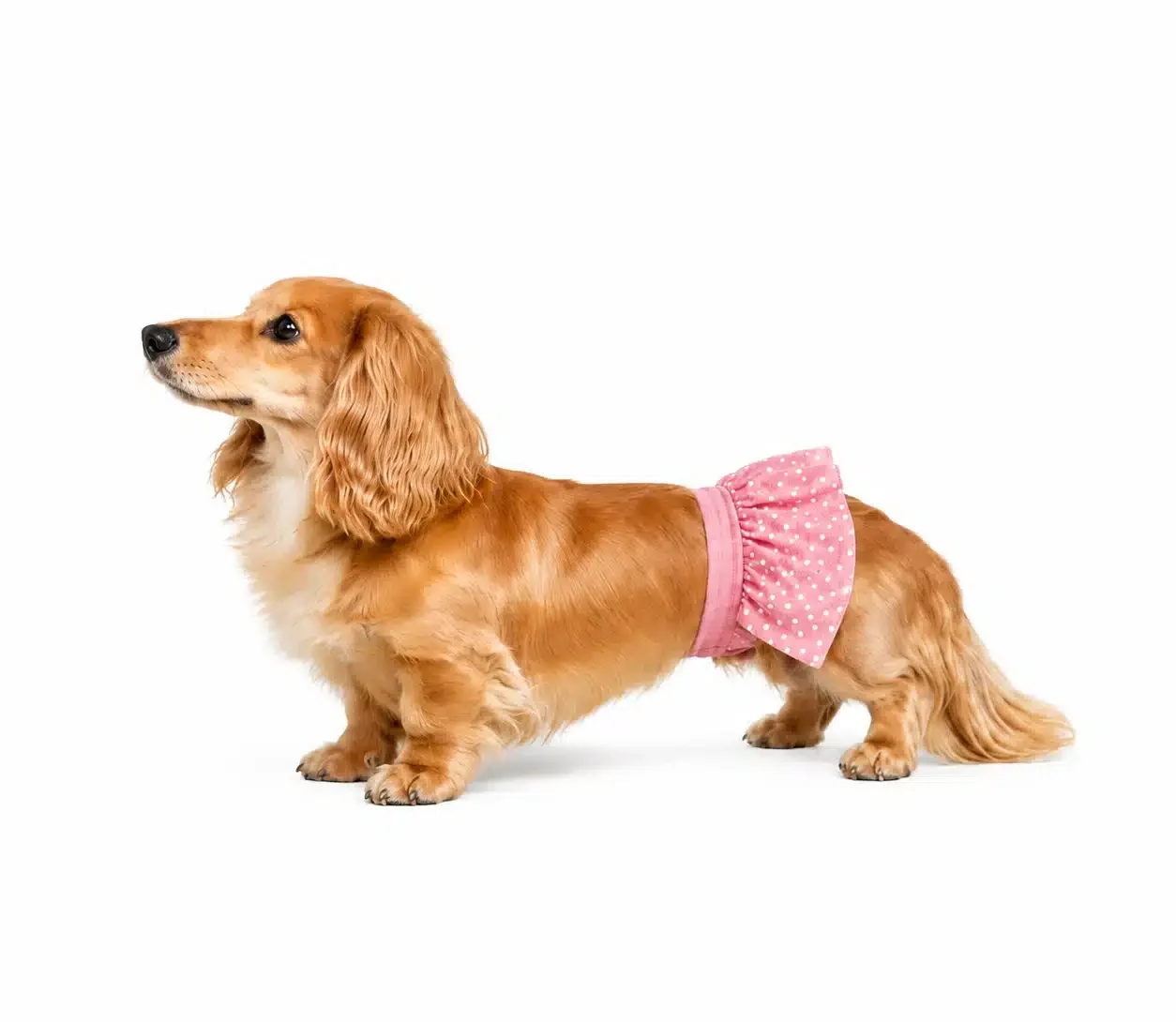 female dog with pink dog diaper belly band home page - BellyBands.net female dog with pink dot dog diaper belly band for home page